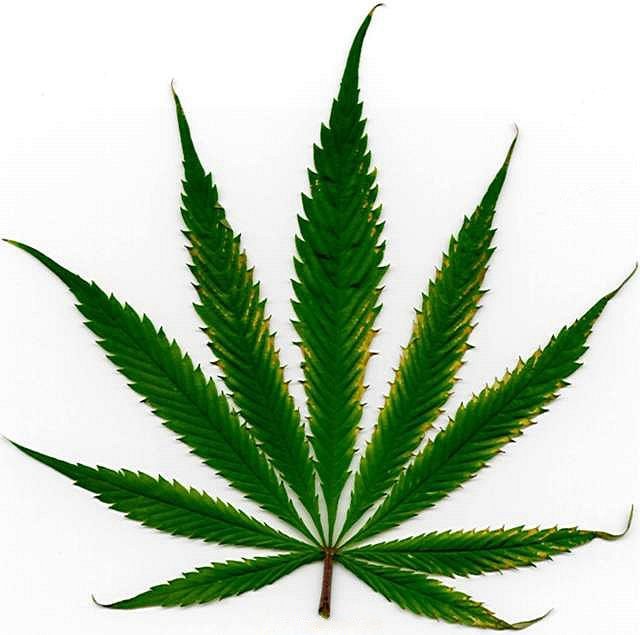 cannabis leaf