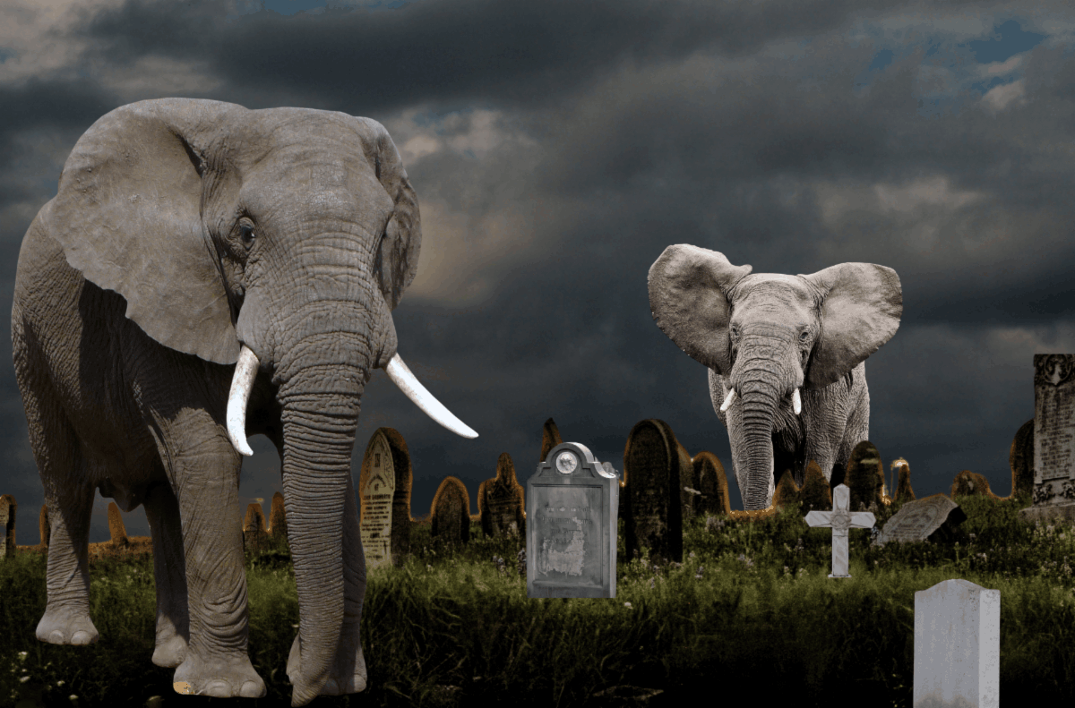 ELEPHANT’S GRAVEYARD